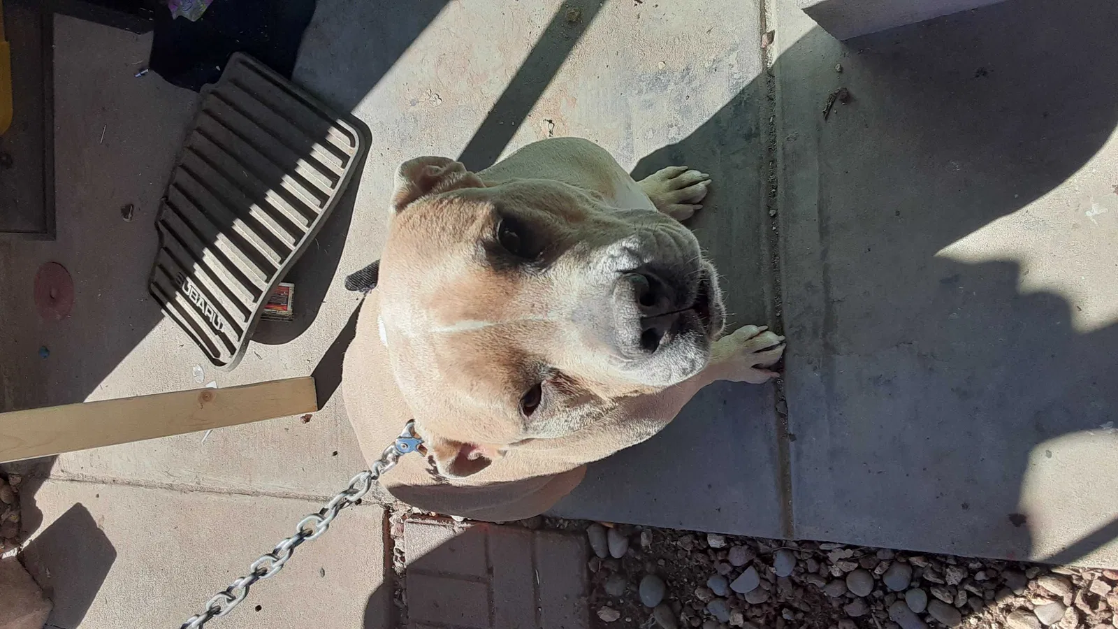 Found dog in Albuquerque, NM, 87112