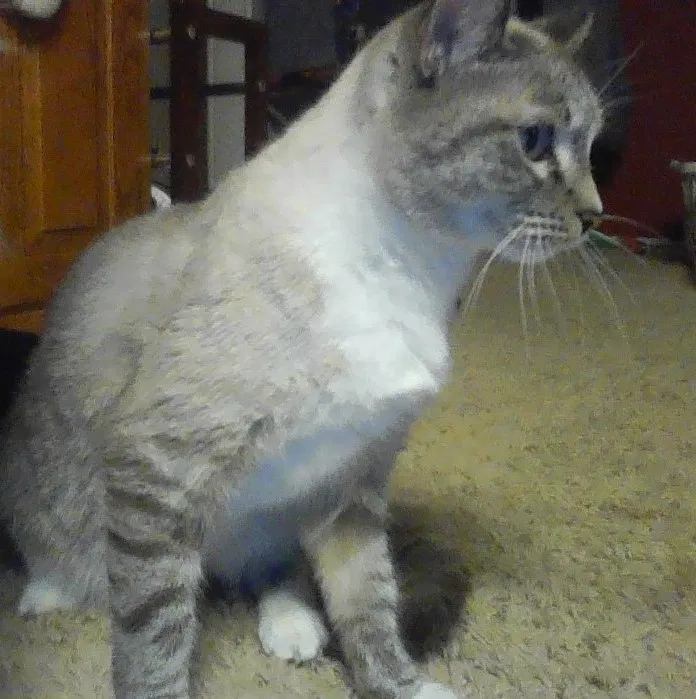 Lost cat in Tucson, AZ, 85710