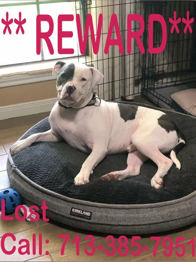 Lost dog in Humble, TX, 77396
