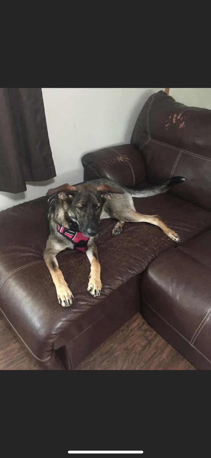 Lost dog in Elwood, IN, 46036