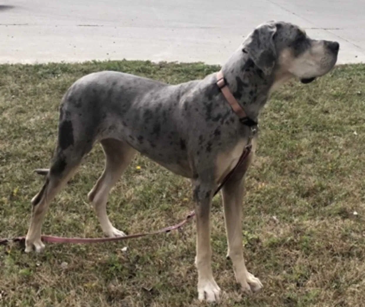 Lost dog in Laurel, MD, 20708