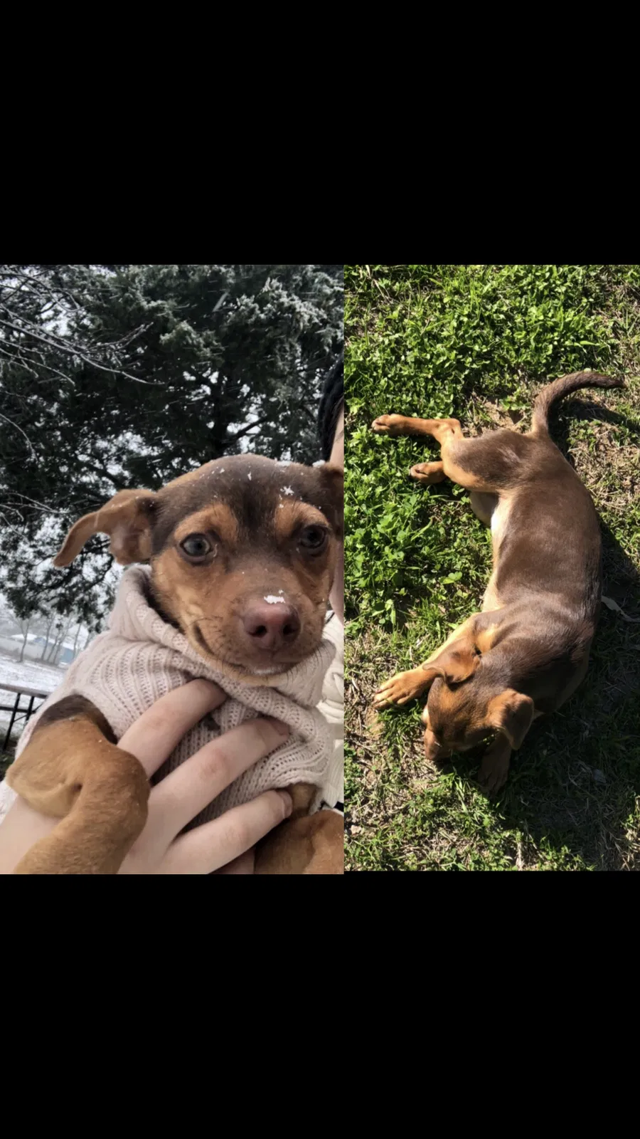Lost dog in Dale, TX, 78616