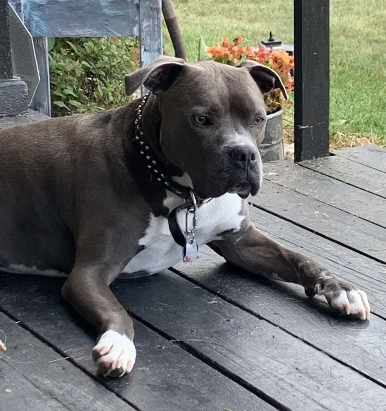 Lost dog in London, OH, 43140