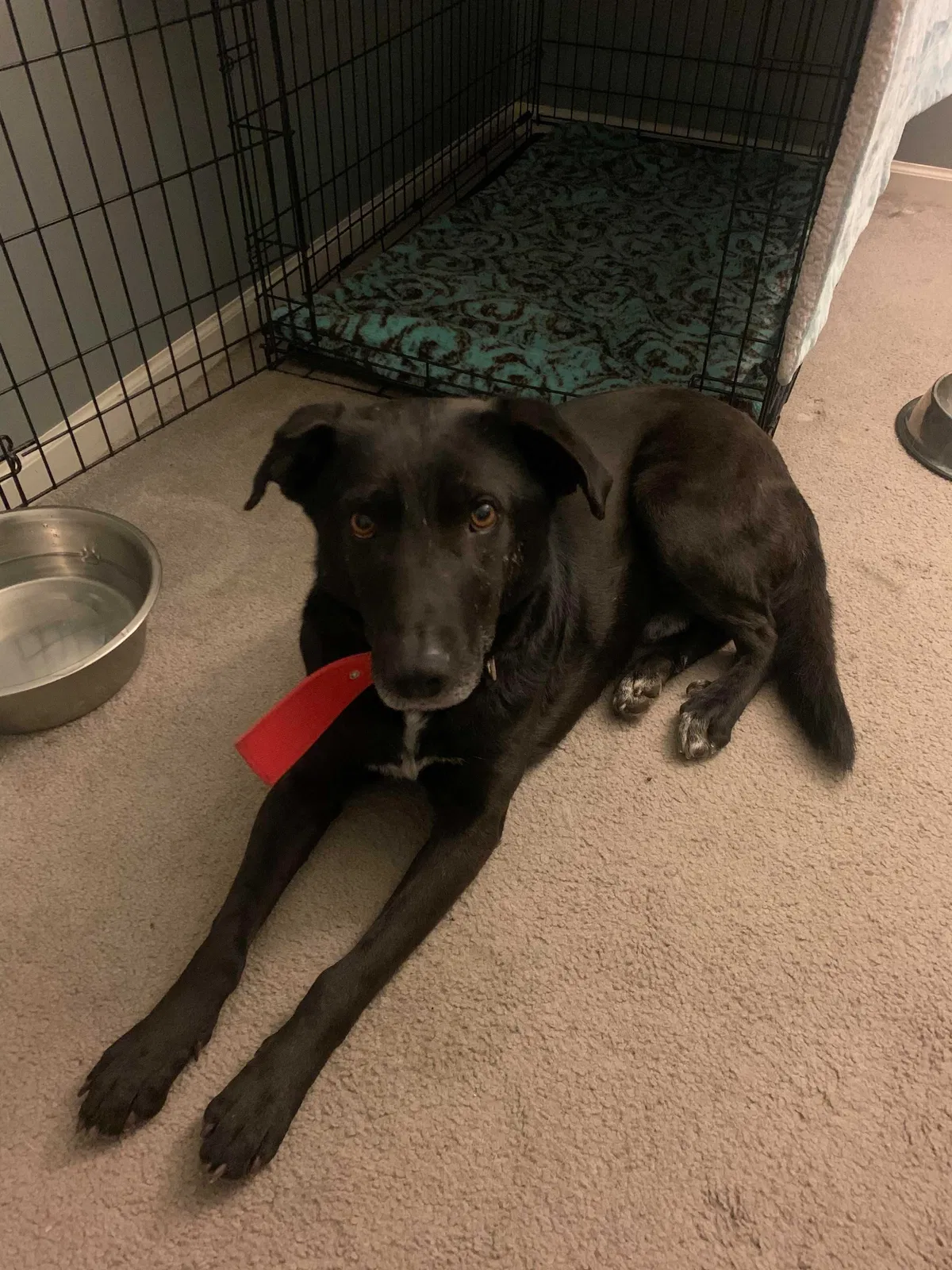 Lost dog in Troy, MI, 48083