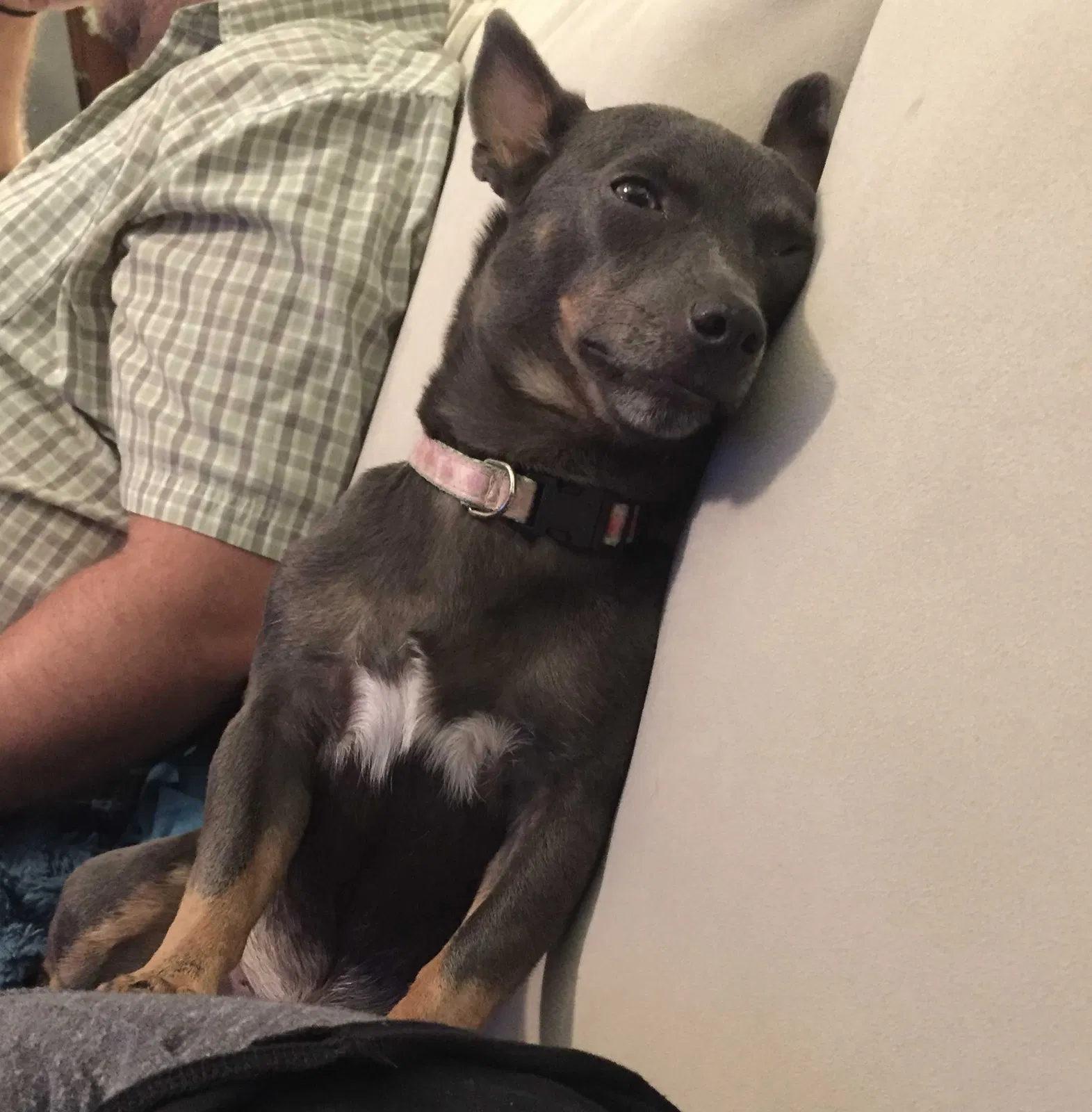 Lost dog in Dallas, TX, 75252