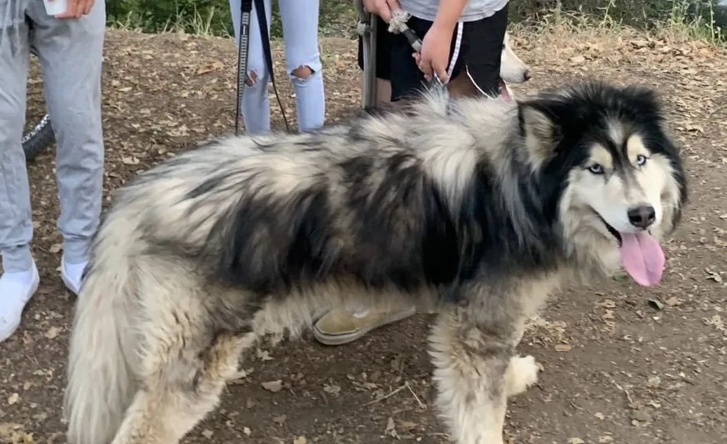 Lost dog in Morgan Hill, CA, 95037