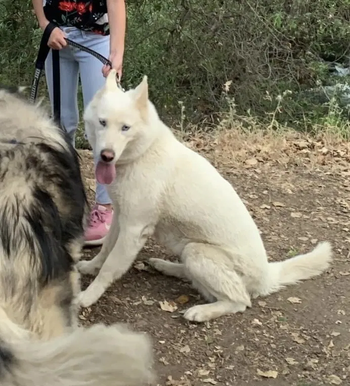 Lost dog in Morgan Hill, CA, 95037