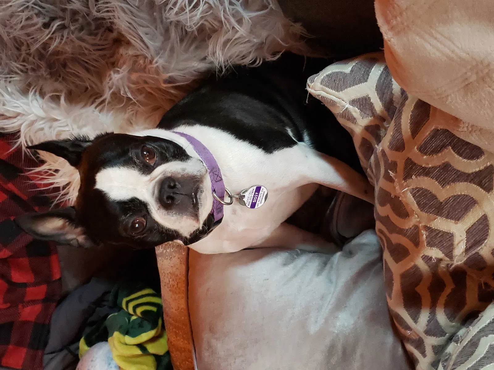 Lost dog in Gresham, OR, 97080