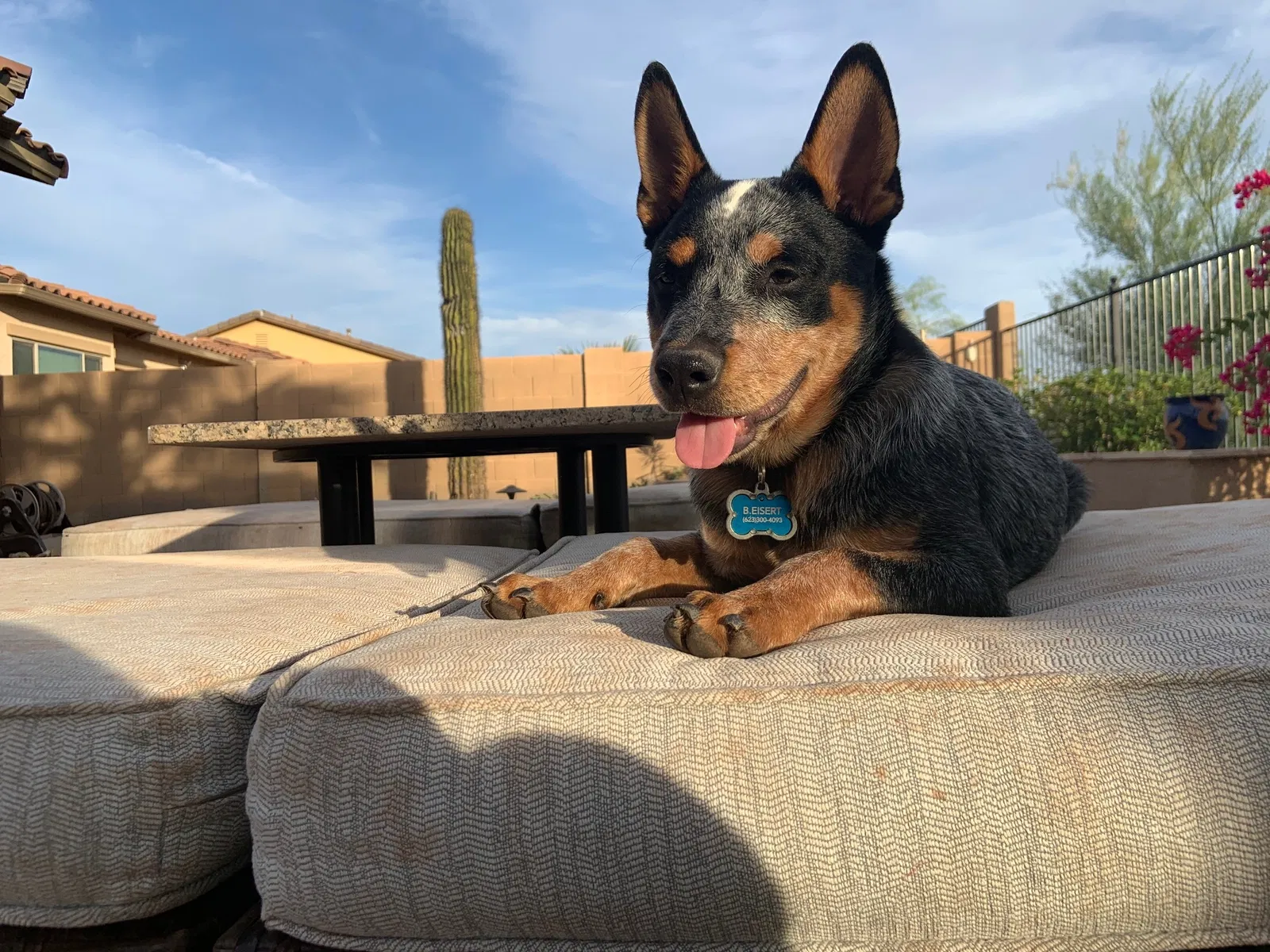 Lost dog in Goodyear, AZ, 85338