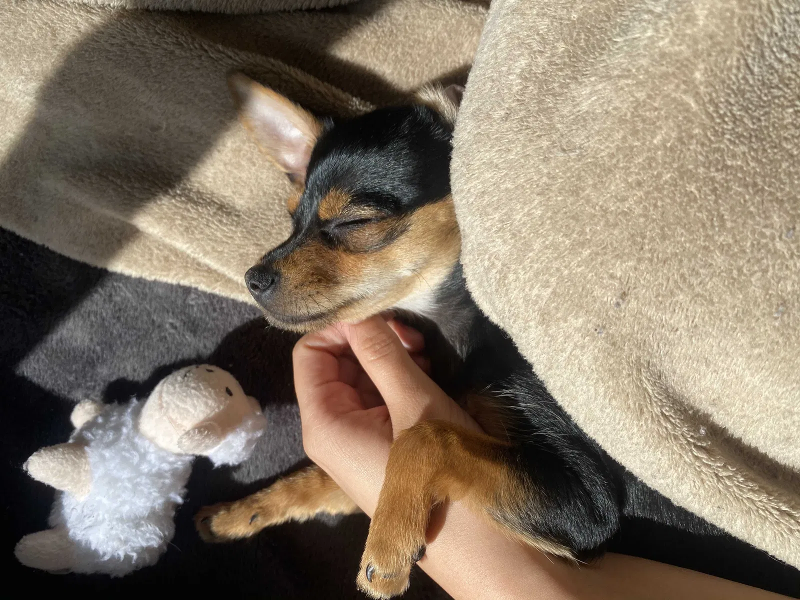 Lost dog in Hialeah, FL, 33013