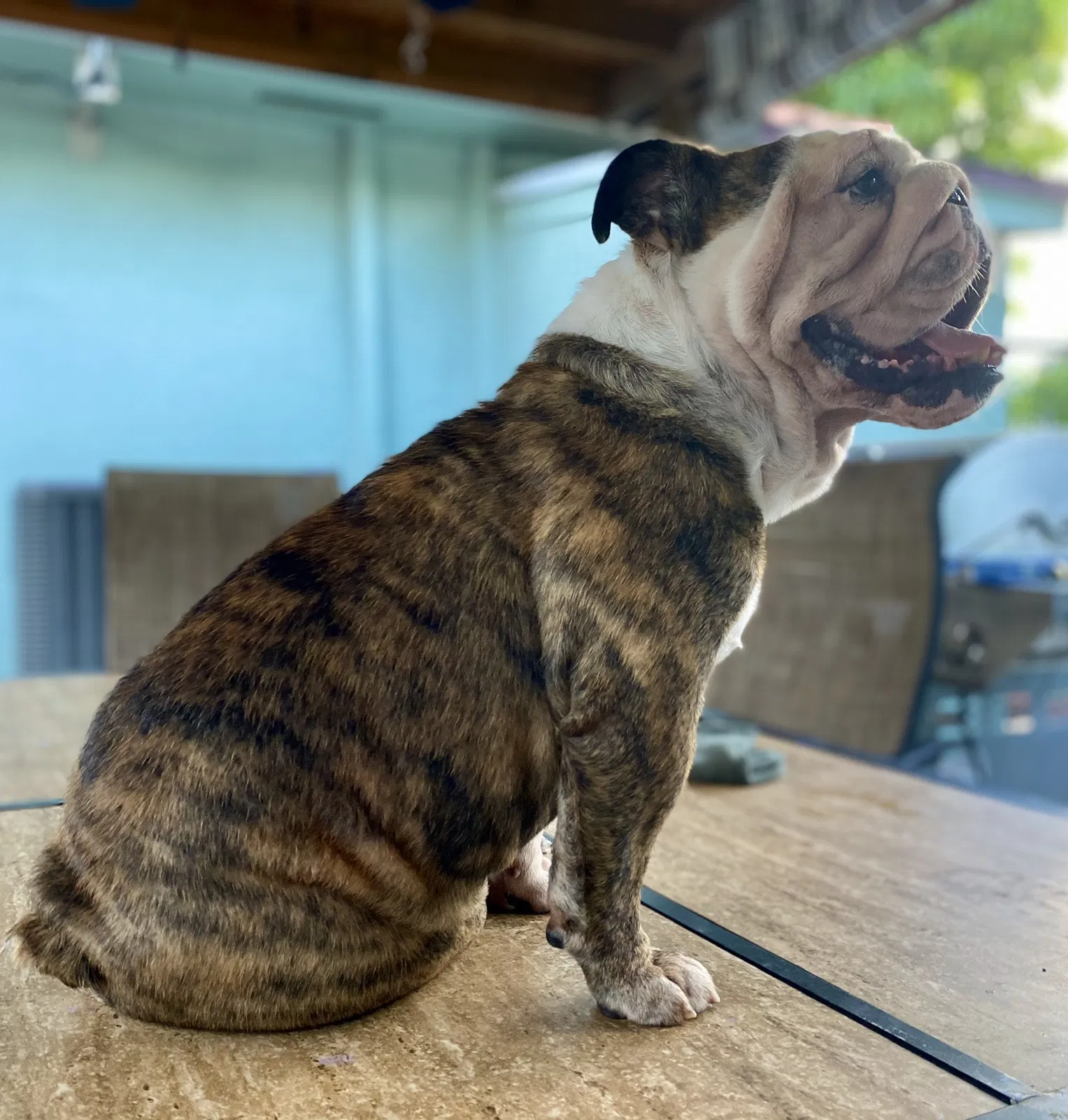 Lost dog in Miami, FL, 33145