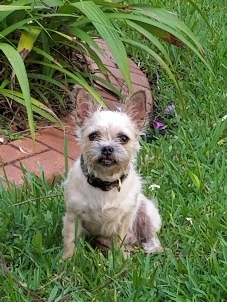 Lost dog in Pompano Beach, FL, 33060