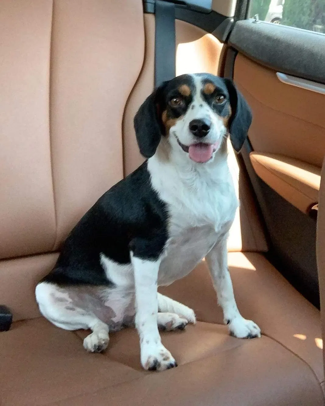 Lost dog in Whittier, CA, 90606
