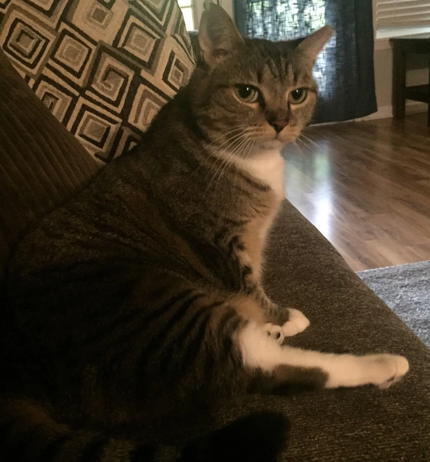 Lost cat in Chapel Hill, NC, 27514