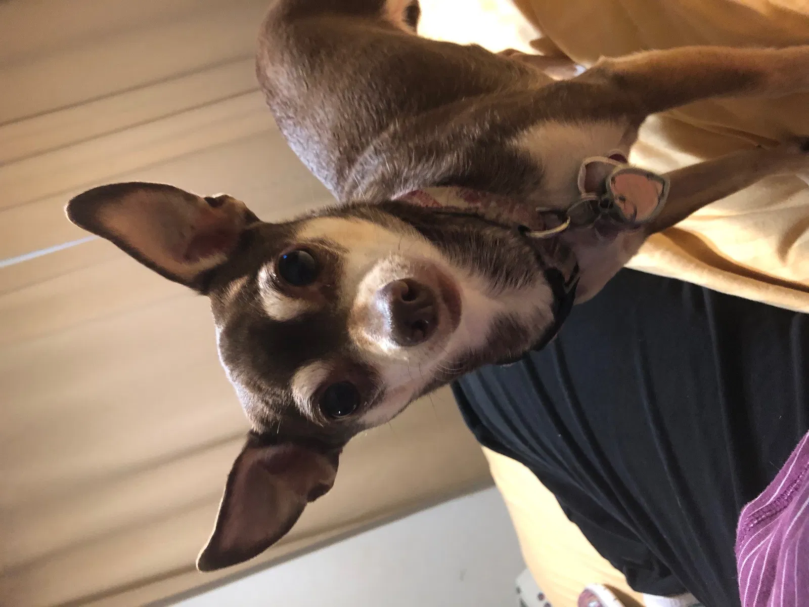 Lost dog in Richmond, VA, 23227