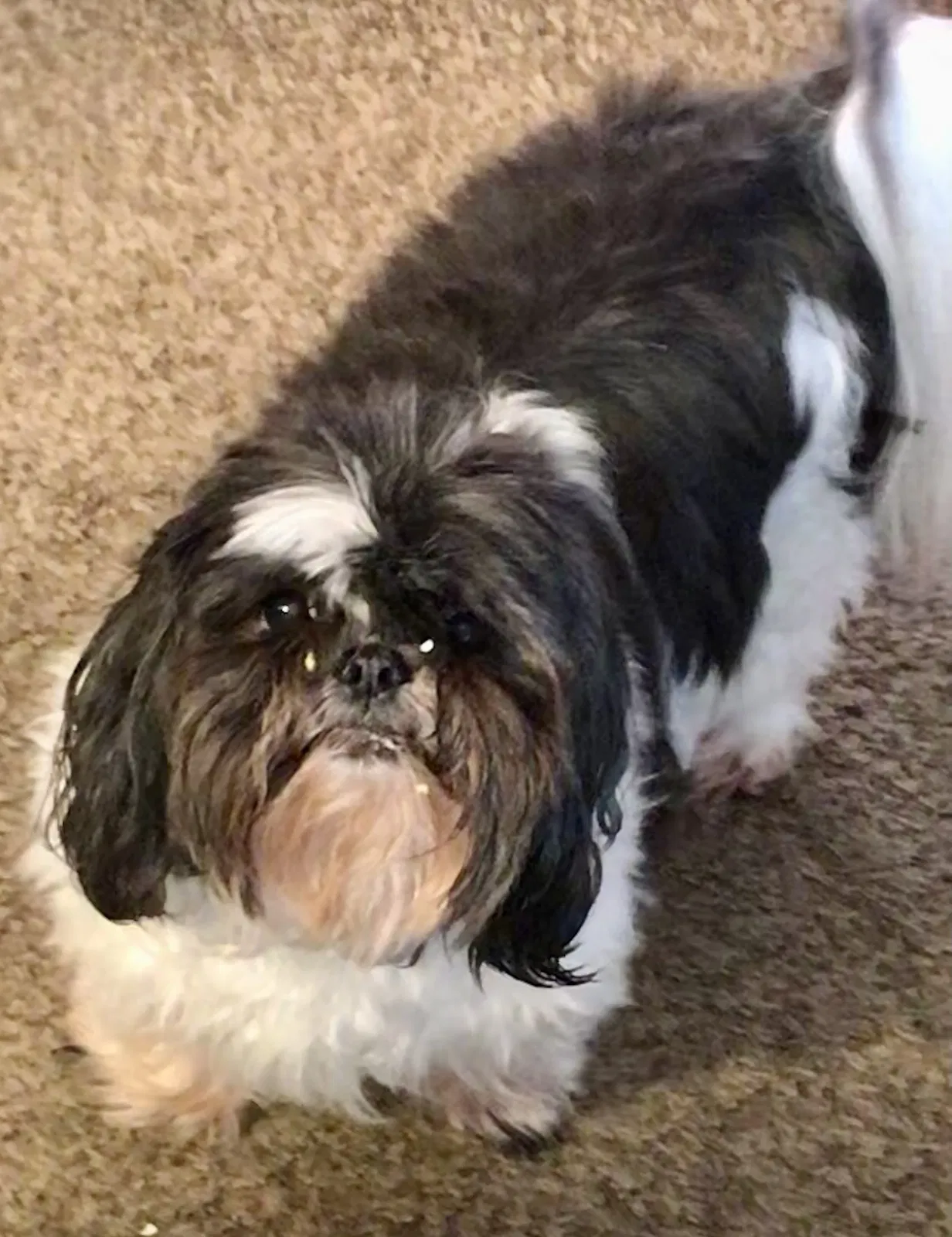 Lost dog in Colonial Heights, VA, 23834