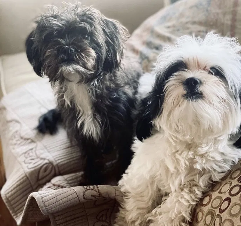 Lost dog in Newark, NJ, 7104