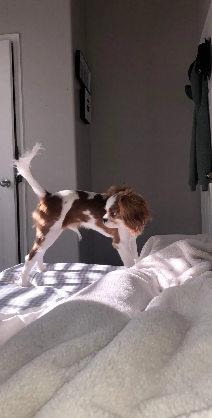 Lost dog in Perris, CA, 92570