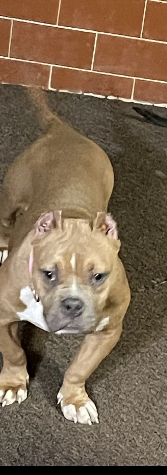 Lost dog in Mobile, AL, 36609