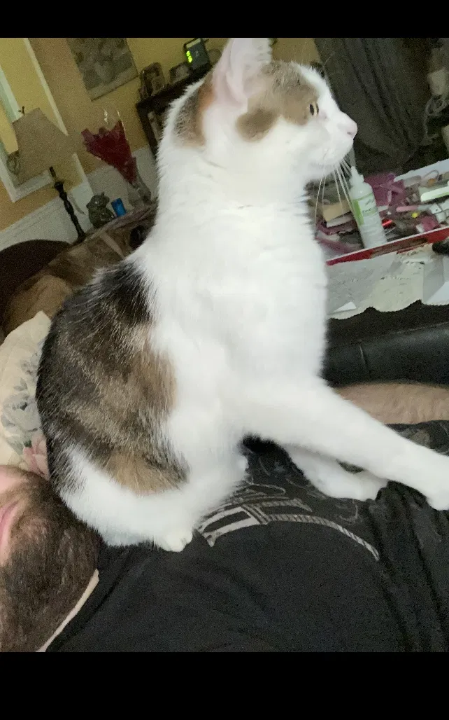 Lost cat in Bowling Green, KY, 42101
