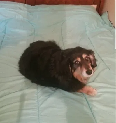 Lost dog in Louisville, KY, 40220