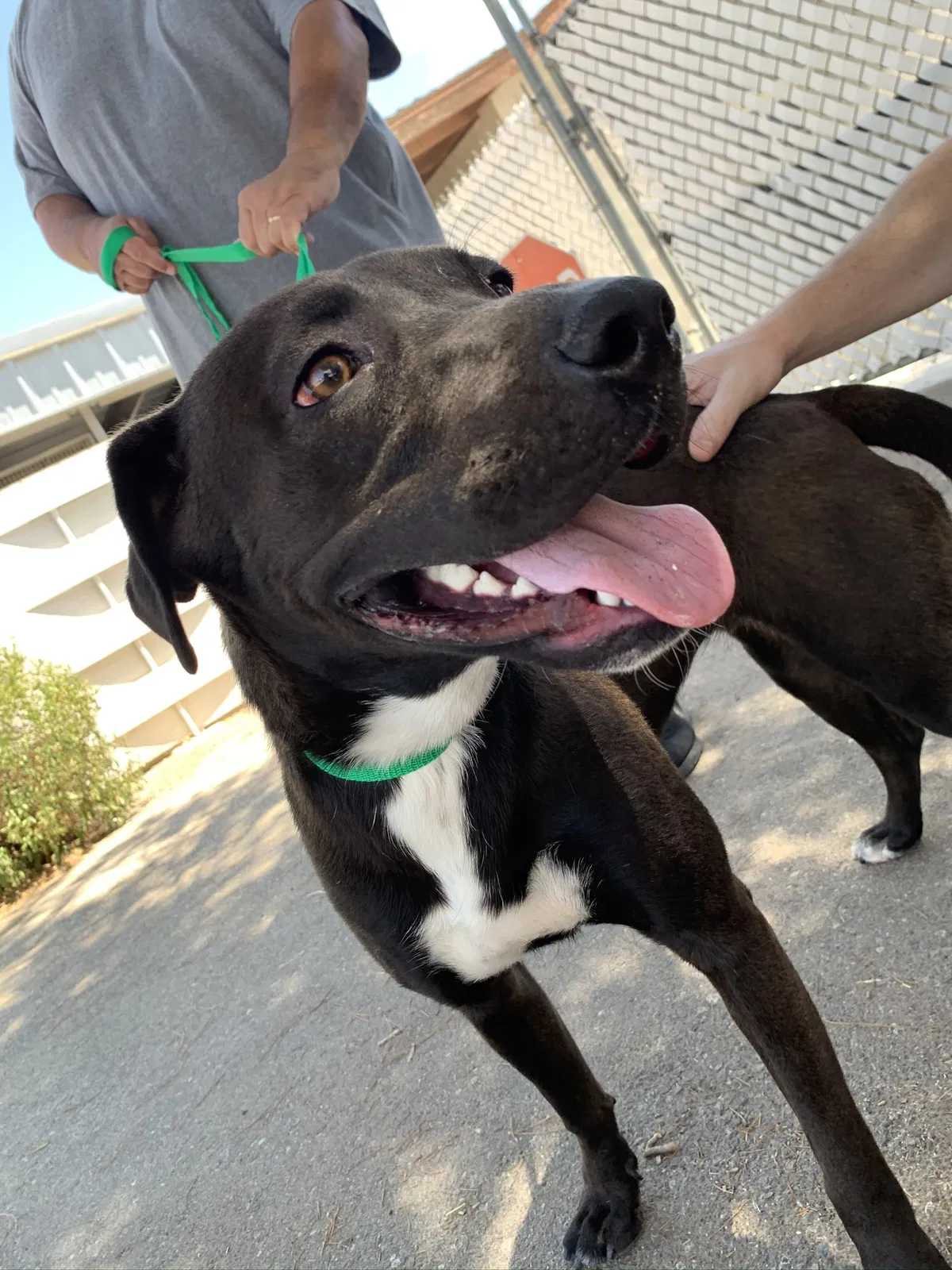 Lost dog in Pinon Hills, CA, 92372