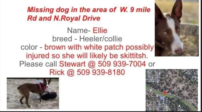 Lost dog in Spokane, WA, 99208
