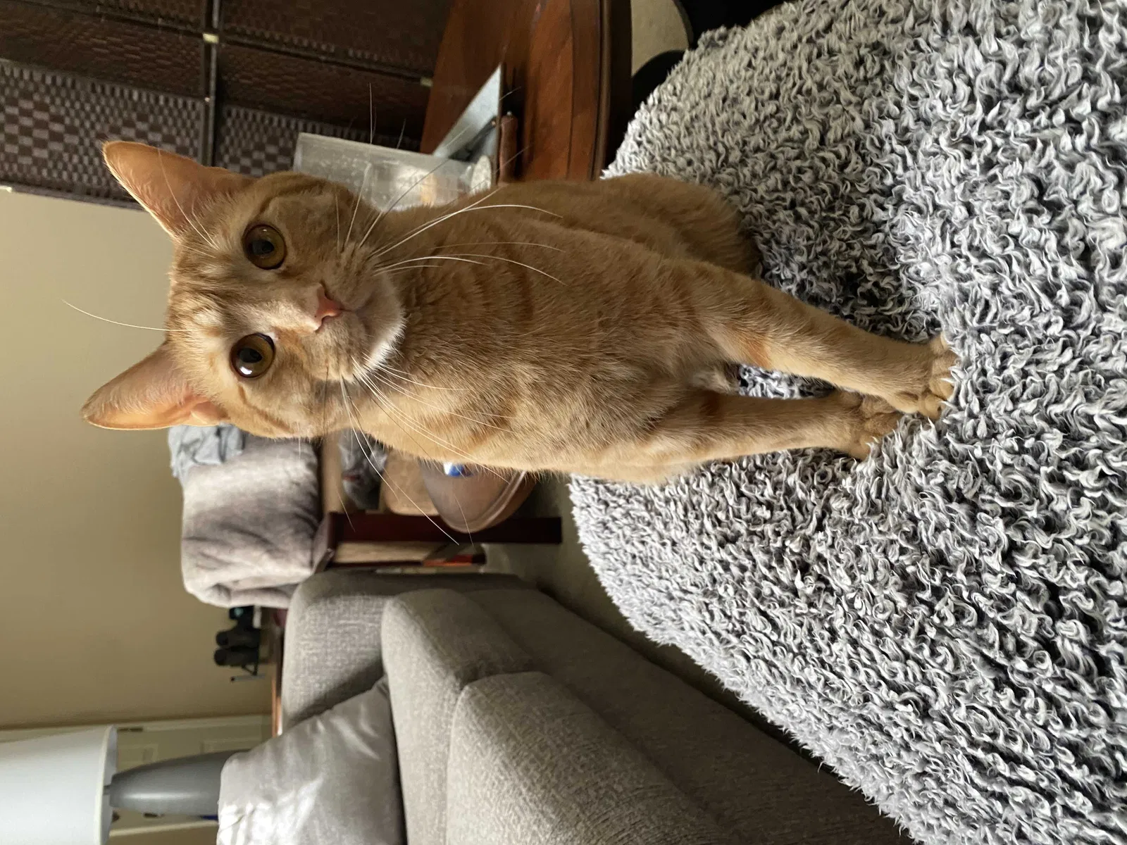 Lost cat in Knoxville, TN, 37923
