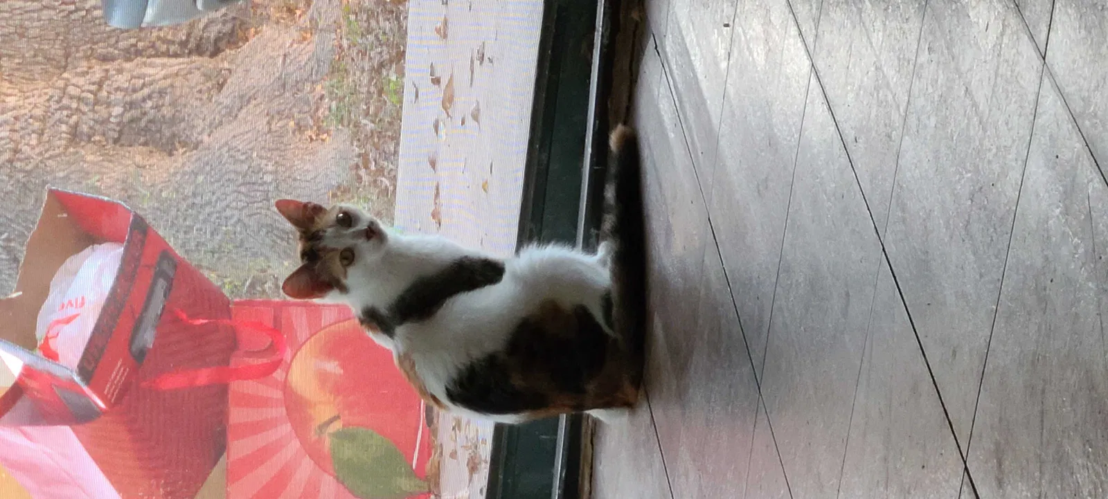 Lost cat in Mercedes, TX, 78570