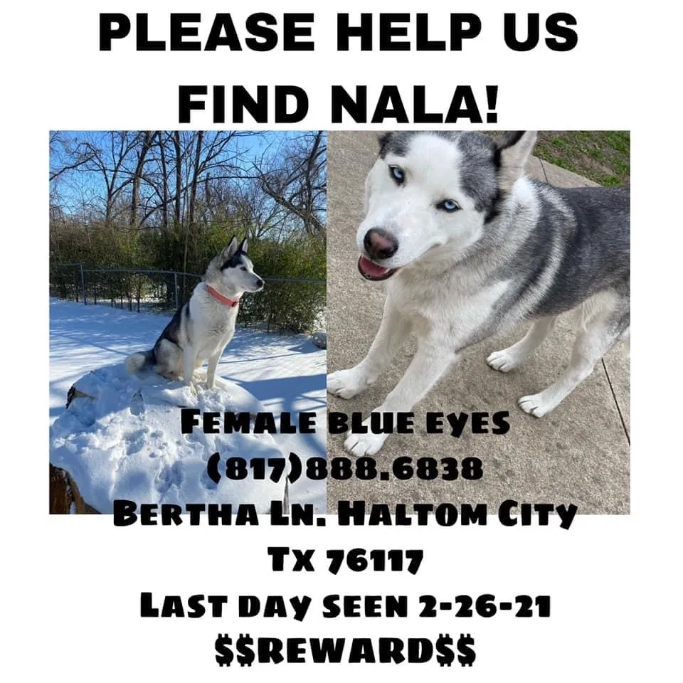 Lost dog in Haltom City, TX, 76117