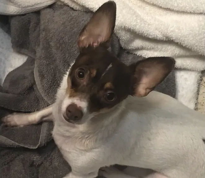 Lost dog in Punta Gorda, FL, 33950