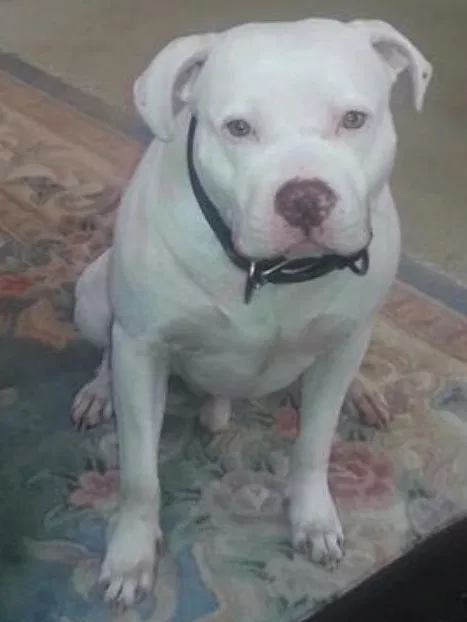 Lost dog in Indianapolis, IN, 46229