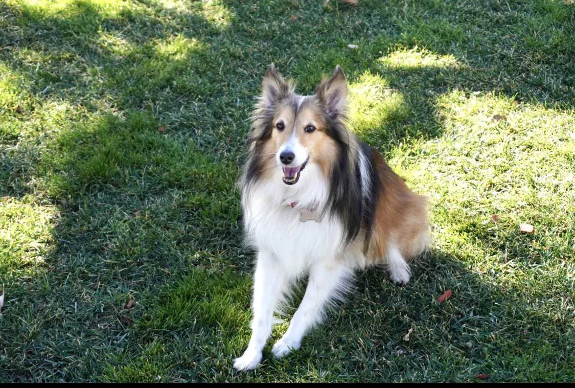Lost dog in Yucaipa, CA, 92399