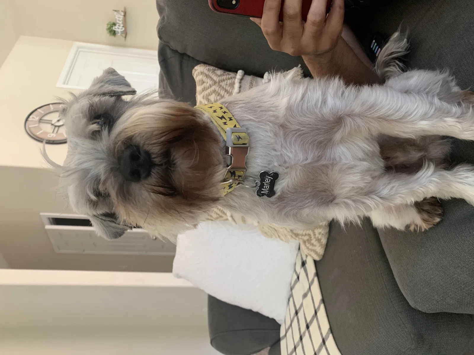 Lost dog in Killeen, TX, 76549