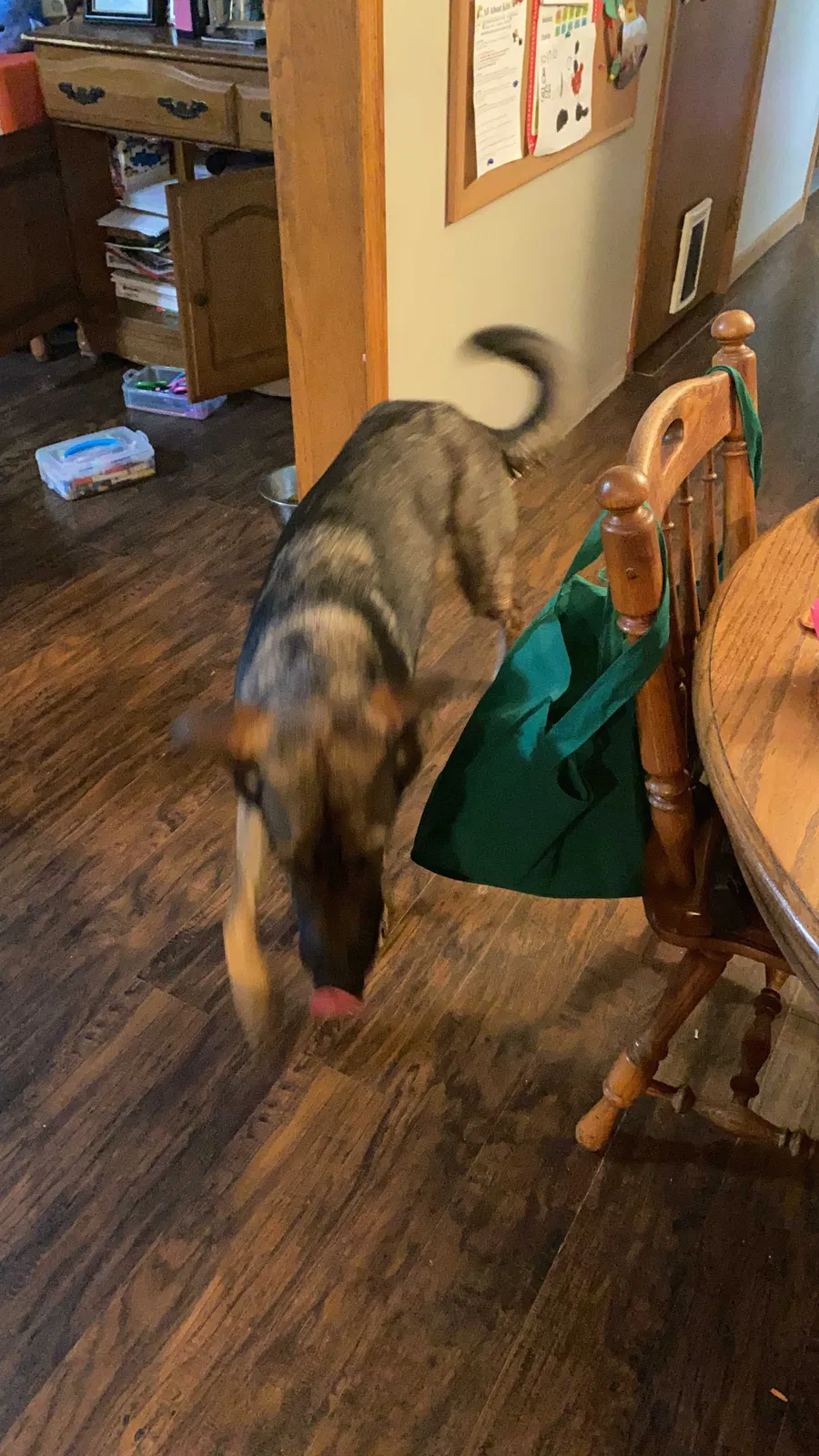 Found dog in Elwood, IN, 46036