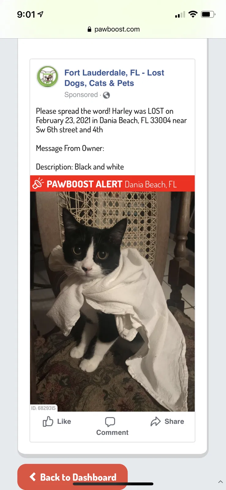 Lost cat in Dania, FL, 33004