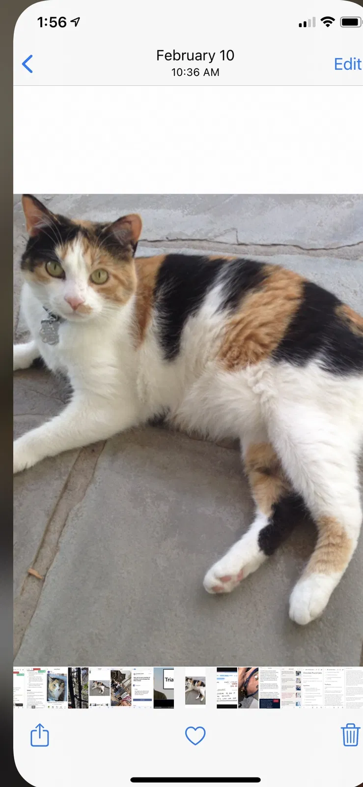 Lost cat in North Richland Hills, TX, 76180