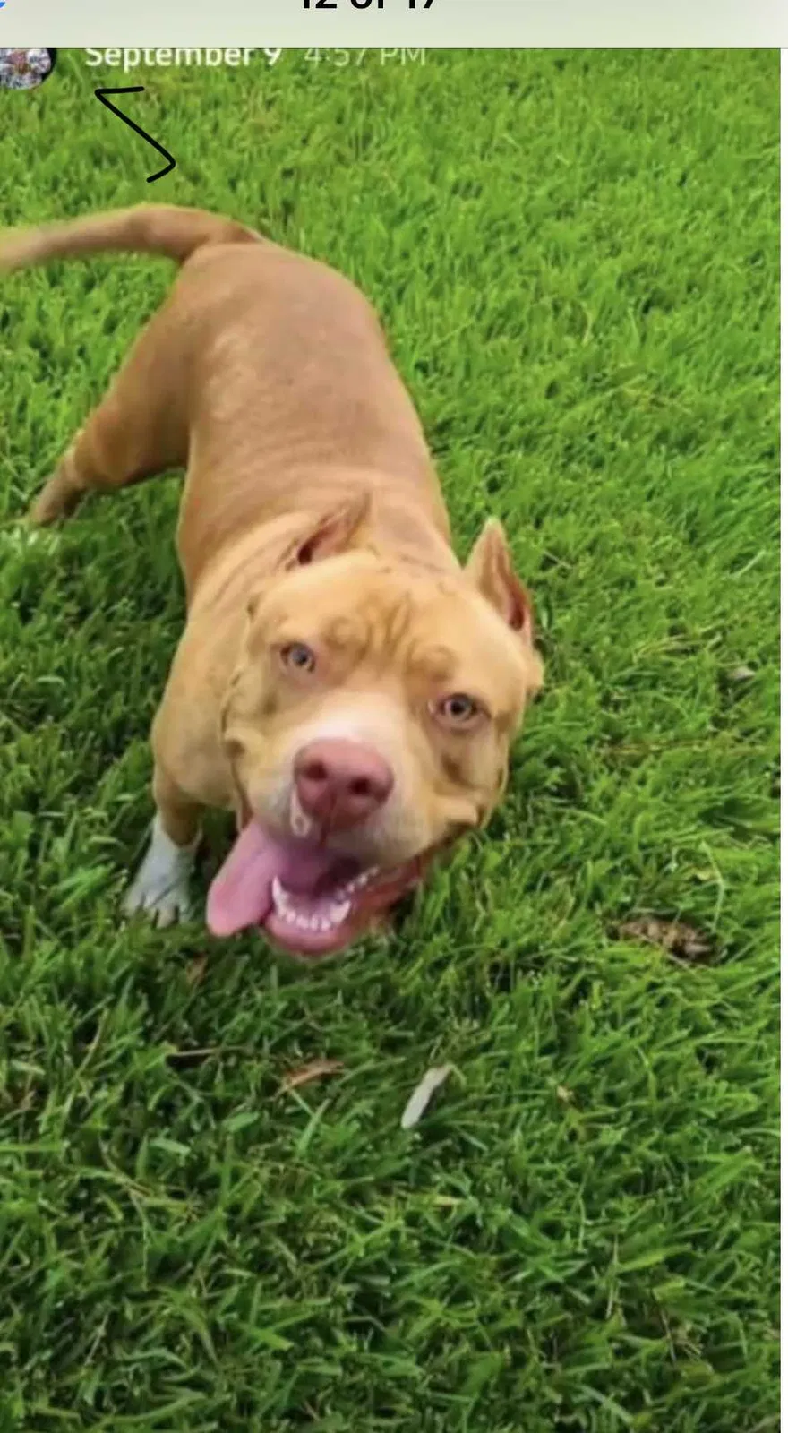Lost dog in Humble, TX, 77346