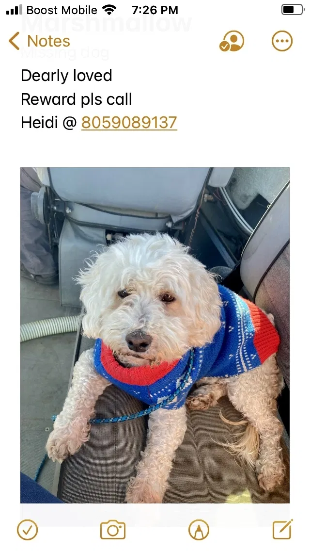 Lost dog in Northridge, CA, 91324