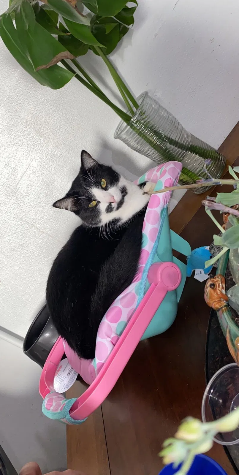Lost cat in Terrell, TX, 75160