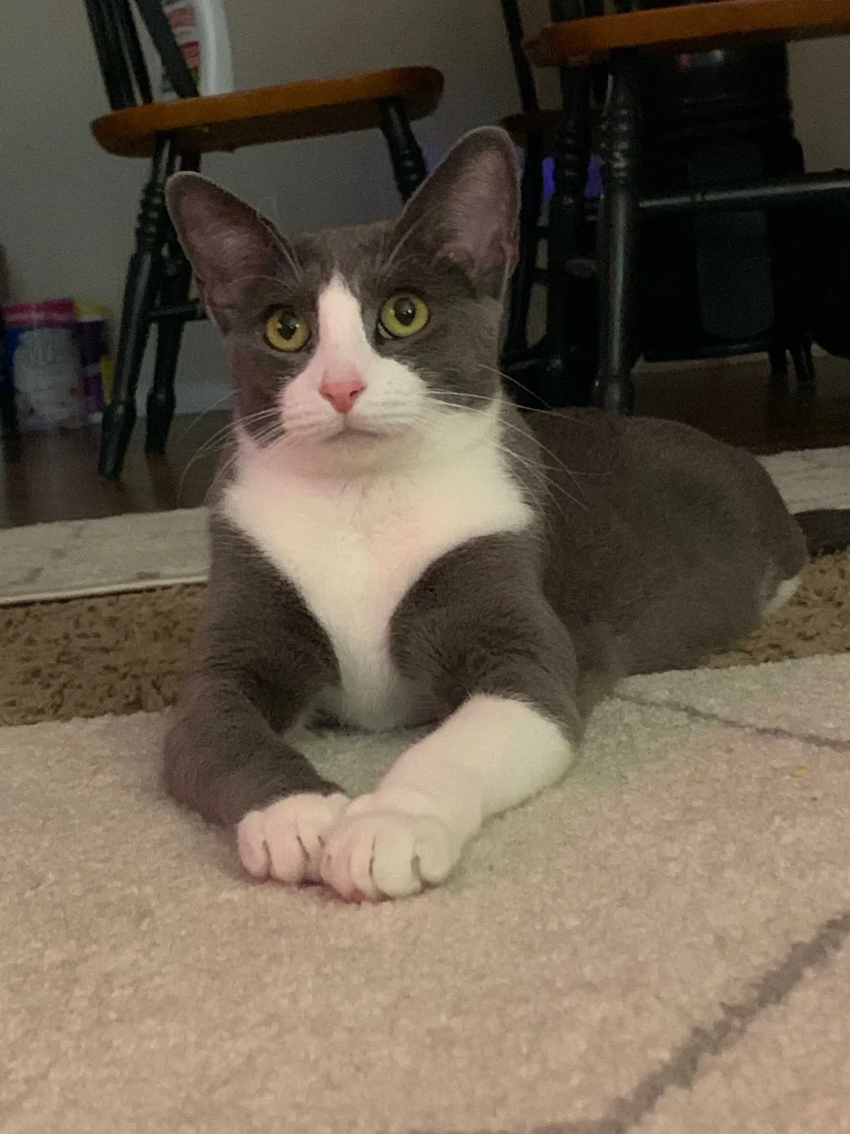 Lost cat in Grand Prairie, TX, 75052
