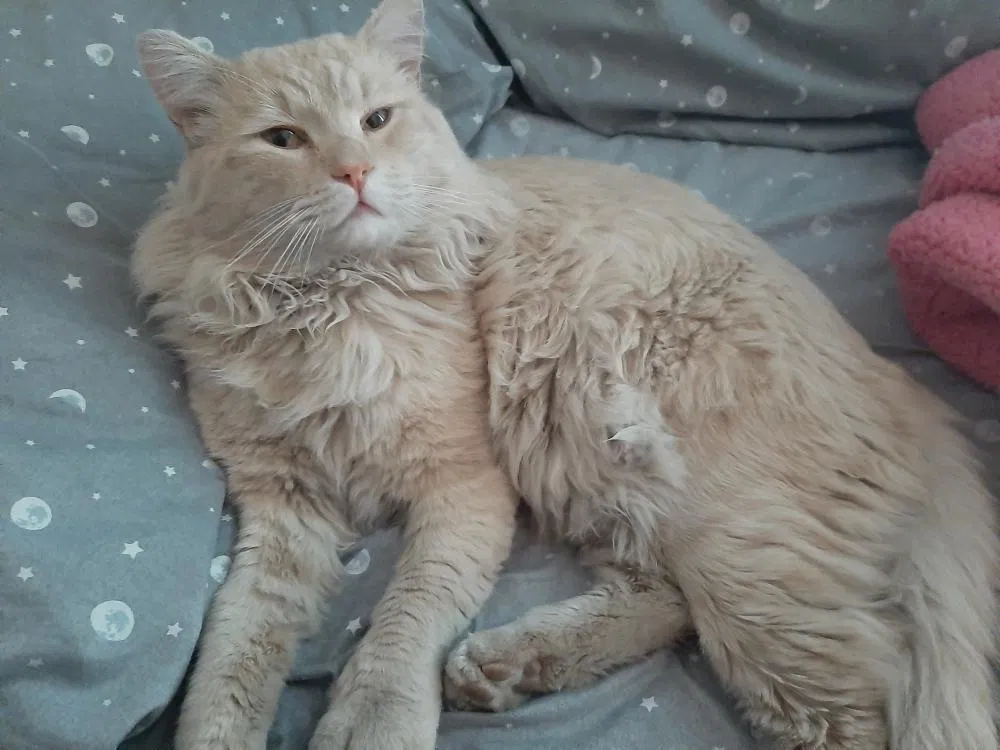Lost cat in Las Vegas, NV, 89107
