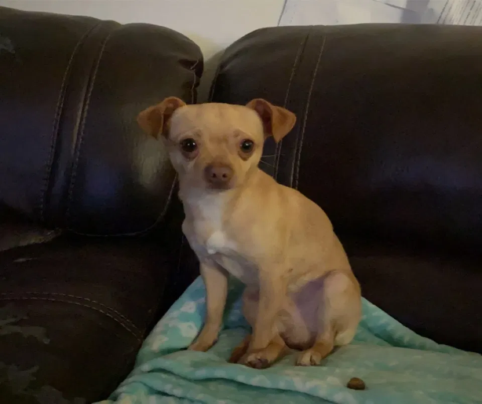 Lost dog in Escondido, CA, 92027