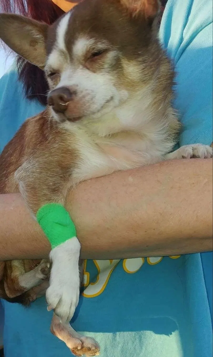 Lost dog in Phoenix, AZ, 85007
