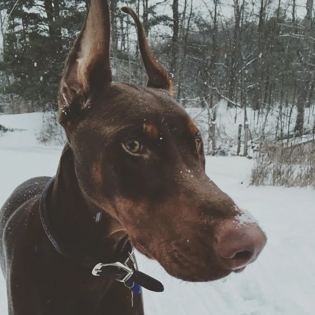 Lost dog in Almont, MI, 48003