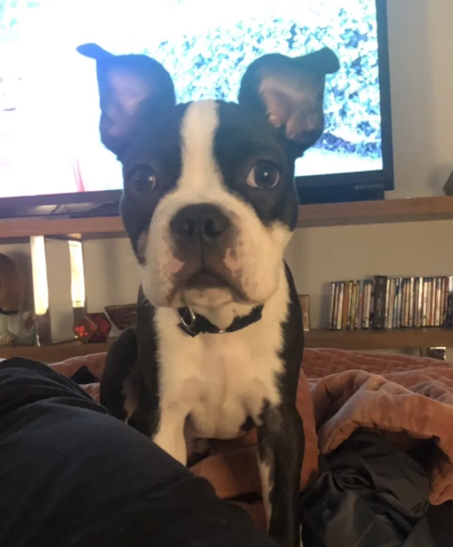 Lost dog in Tempe, AZ, 85283