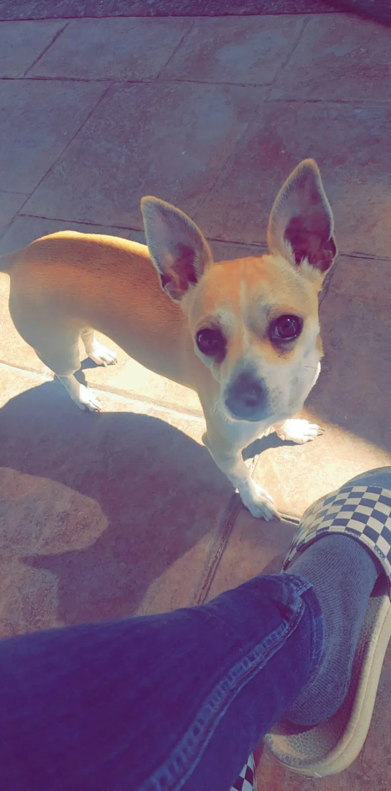 Lost dog in El Paso, TX, 79927