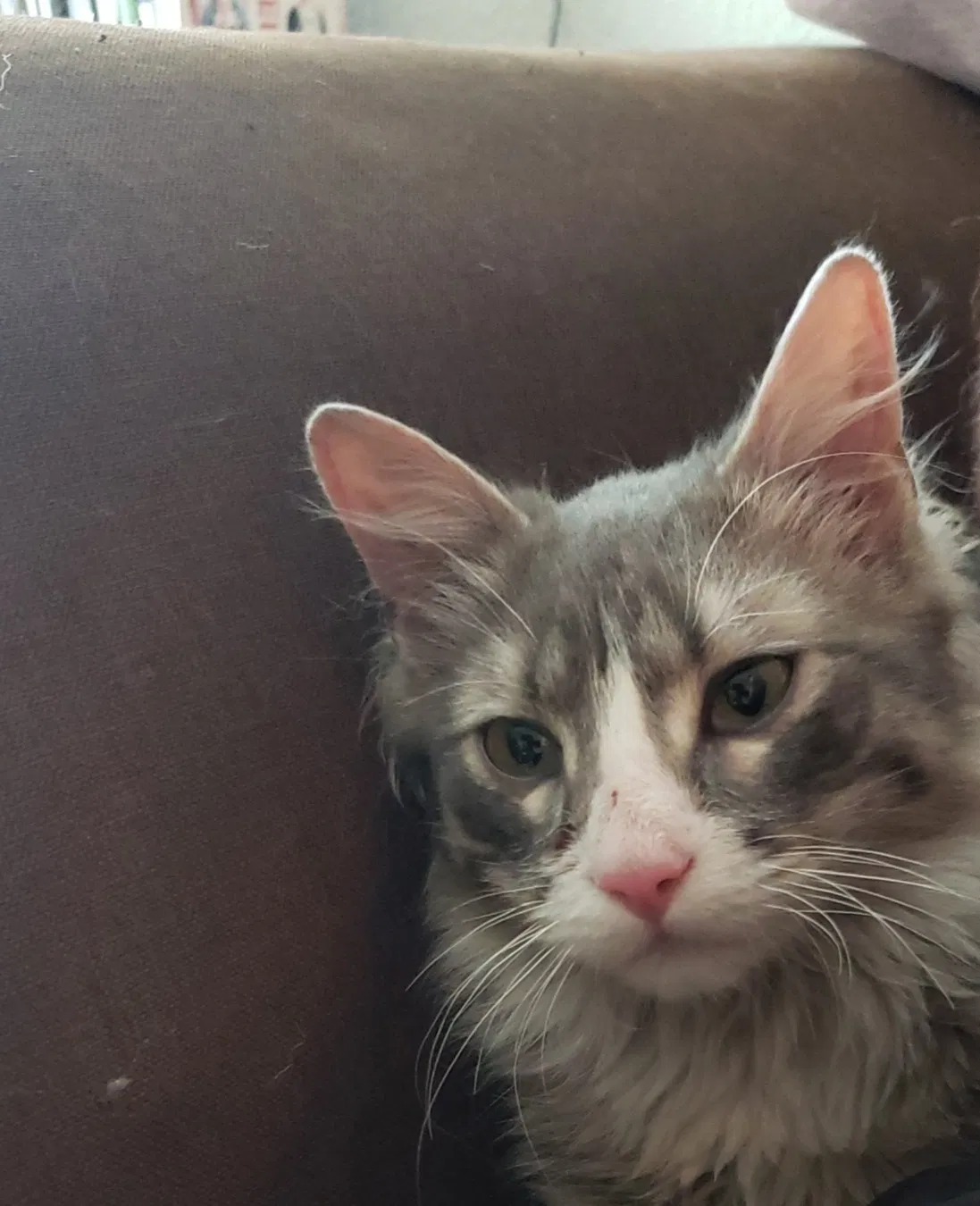 Found cat in Aurora, CO, 80012