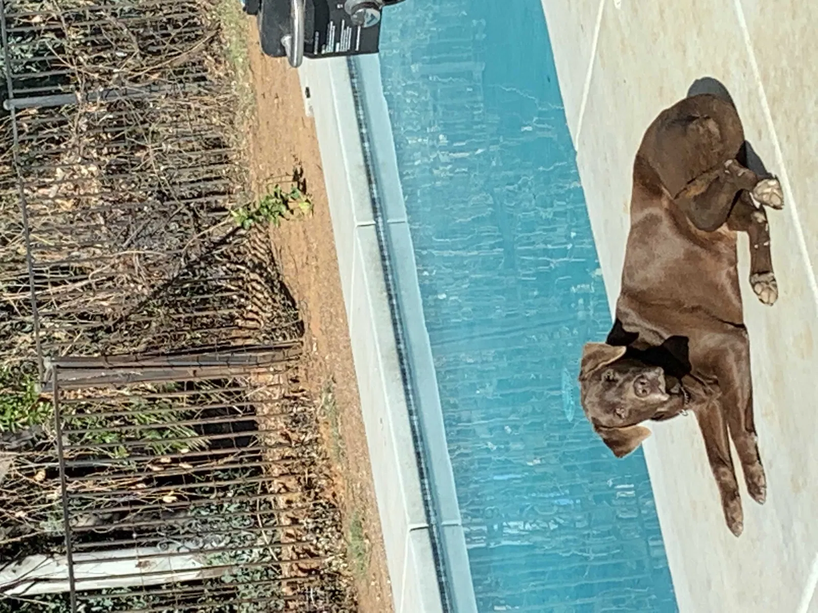 Found dog in Riverside, CA, 92509