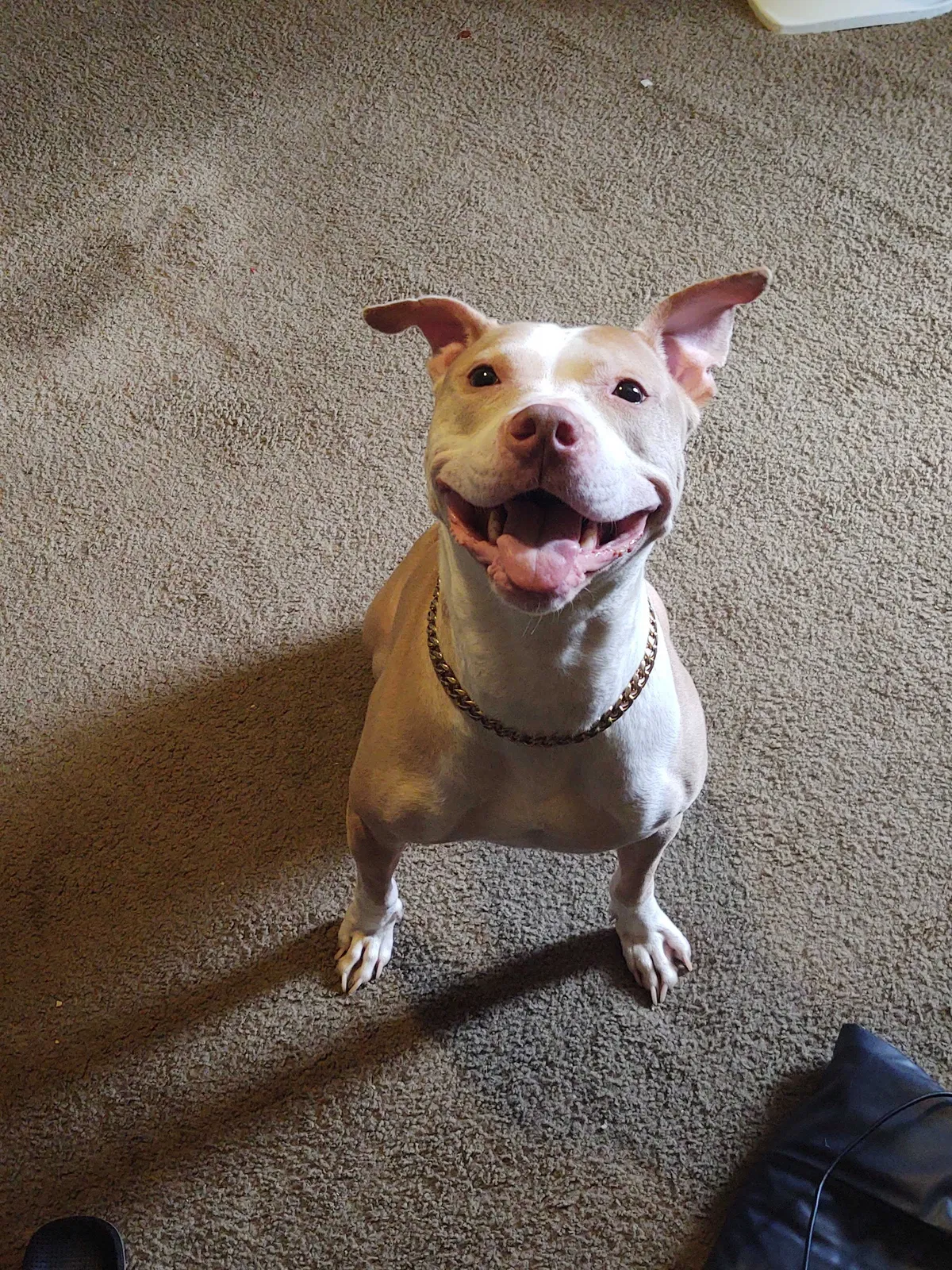 Lost dog in Atlanta, GA, 30349